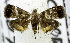  (Brenthia JR34 - USNM ENT 00799338)  @14 [ ] Unspecified (default): All Rights Reserved  Unspecified Unspecified