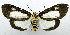  (Asota sp. ACE4742 - USNM ENT 00799582)  @15 [ ] Unspecified (default): All Rights Reserved  Unspecified Unspecified