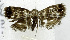 (Brenthia sp. JR62 - USNM ENT 00799809)  @13 [ ] Unspecified (default): All Rights Reserved  Unspecified Unspecified