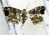  (Brenthia sp. ADA7419 - USNM ENT 00799815)  @14 [ ] Unspecified (default): All Rights Reserved  Unspecified Unspecified