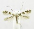  (Telamoptilia prosacta - USNM ENT 00800049)  @11 [ ] Unspecified (default): All Rights Reserved  Unspecified Unspecified