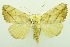  (Xanthodes transversa - USNM ENT 00800271)  @14 [ ] Unspecified (default): All Rights Reserved  Unspecified Unspecified