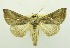  (Chrysodeixis kebea - USNM ENT 00800280)  @15 [ ] Unspecified (default): All Rights Reserved  Unspecified Unspecified