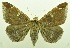  (Bastilla serratilinea - USNM ENT 00800417)  @11 [ ] Unspecified (default): All Rights Reserved  Unspecified Unspecified