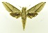  ( - USNM ENT 00800422)  @13 [ ] Unspecified (default): All Rights Reserved  Unspecified Unspecified