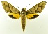  ( - USNM ENT 00800424)  @13 [ ] Unspecified (default): All Rights Reserved  Unspecified Unspecified