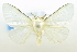  (Leucoma sp - USNM ENT 00800683)  @13 [ ] Unspecified (default): All Rights Reserved  Unspecified Unspecified