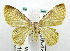  (Eois cymatodes - USNM ENT 00800856)  @14 [ ] Unspecified (default): All Rights Reserved  Unspecified Unspecified