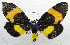  (Callhistia sp. ACT0467 - USNM ENT 00800858)  @14 [ ] Unspecified (default): All Rights Reserved  Unspecified Unspecified