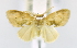  ( - USNM ENT 00808779)  @11 [ ] Unspecified (default): All Rights Reserved  Unspecified Unspecified