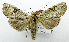  (Tiracola sp. AAM9672 - USNM ENT 00930254)  @15 [ ] Unspecified (default): All Rights Reserved  Unspecified Unspecified