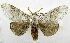  (Calliteara subnigra - USNM ENT 00933306)  @14 [ ] Unspecified (default): All Rights Reserved  Unspecified Unspecified