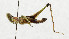  (Biroella ornata - USNM ENT 00933437)  @11 [ ] Unspecified (default): All Rights Reserved  Unspecified Unspecified