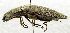  (Lanelater soricinus - USNM ENT 00933451)  @11 [ ] Unspecified (default): All Rights Reserved  Unspecified Unspecified