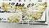  (Pycnarmon sp. ACL2295 - USNM ENT 00933515)  @12 [ ] Unspecified (default): All Rights Reserved  Unspecified Unspecified