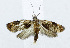  (Helictophanes sp. AAG0337 - USNM ENT 00933527)  @14 [ ] Unspecified (default): All Rights Reserved  Unspecified Unspecified