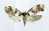  (Monopis pentadisca - USNM ENT 00933530)  @14 [ ] Unspecified (default): All Rights Reserved  Unspecified Unspecified