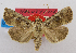  (Perigea gloria - USNM ENT 00980475)  @15 [ ] Unspecified (default): All Rights Reserved  Unspecified Unspecified