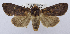  (Tiracola circularis - USNM ENT 00980520)  @14 [ ] Unspecified (default): All Rights Reserved  Unspecified Unspecified