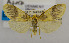  (Asura fulguritis - USNM ENT 00980610)  @14 [ ] Unspecified (default): All Rights Reserved  Unspecified Unspecified