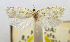  (Rhabdotenes subcroceata - USNM ENT 00980738)  @11 [ ] Unspecified (default): All Rights Reserved  Unspecified Unspecified
