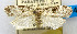  (Barygnathella acrogonia - USNM ENT 00980742)  @11 [ ] Unspecified (default): All Rights Reserved  Unspecified Unspecified