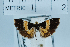  ( - USNM ENT 00703059a)  @12 [ ] Unspecified (default): All Rights Reserved  Unspecified Unspecified