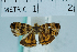  (Choreutis cf. limonias - USNM ENT 00703367)  @11 [ ] Unspecified (default): All Rights Reserved  Unspecified Unspecified