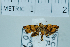  (Choreutis JR22 - USNM ENT 00697195)  @13 [ ] Unspecified (default): All Rights Reserved  Unspecified Unspecified