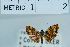  (Choreutis JR23 - USNM ENT 00730283)  @13 [ ] Unspecified (default): All Rights Reserved  Unspecified Unspecified