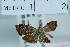  (Choreutis JR18 - BISHOP 1989.107.3)  @11 [ ] Unspecified (default): All Rights Reserved  Unspecified Unspecified