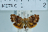 (Choreutis porphyratma - USNM ENT 00730298)  @11 [ ] Unspecified (default): All Rights Reserved  Unspecified Unspecified