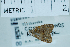  (Choreutis cf. orthogona - USNM ENT 00730732)  @11 [ ] Unspecified (default): All Rights Reserved  Unspecified Unspecified