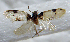 (Kearfottia n.sp - USNM ENT 00730757)  @11 [ ] Unspecified (default): All Rights Reserved  Unspecified Unspecified