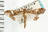  ( - USNM ENT 00733445)  @14 [ ] CreativeCommons - Attribution (2008) Unspecified Centre for Biodiversity Genomics