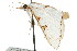  ( - USNM ENT 00676044)  @14 [ ] CreativeCommons - Attribution (2009) Unspecified Centre for Biodiversity Genomics