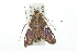  ( - USNM ENT 00676067)  @13 [ ] CreativeCommons - Attribution (2009) Unspecified Centre for Biodiversity Genomics