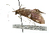  ( - USNM ENT 00676070)  @13 [ ] CreativeCommons - Attribution (2009) Unspecified Centre for Biodiversity Genomics