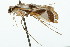  ( - USNM ENT 00676164)  @12 [ ] CreativeCommons - Attribution (2009) Unspecified Centre for Biodiversity Genomics