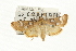  ( - USNM ENT 00500665)  @13 [ ] CreativeCommons - Attribution (2009) Unspecified Centre for Biodiversity Genomics