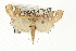  ( - USNM ENT 00501061)  @14 [ ] CreativeCommons - Attribution (2009) Unspecified Centre for Biodiversity Genomics
