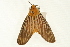  ( - USNM ENT 00678869)  @14 [ ] CreativeCommons - Attribution (2009) Unspecified Centre for Biodiversity Genomics