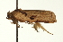  ( - USNM ENT 00678817)  @13 [ ] CreativeCommons - Attribution (2009) Unspecified Centre for Biodiversity Genomics