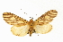  ( - USNM ENT 00733959)  @14 [ ] CreativeCommons - Attribution (2009) Unspecified Centre for Biodiversity Genomics