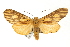  ( - USNM ENT 00733952)  @14 [ ] CreativeCommons - Attribution (2009) Unspecified Centre for Biodiversity Genomics