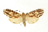  ( - USNM ENT 00733957)  @14 [ ] CreativeCommons - Attribution (2009) Unspecified Centre for Biodiversity Genomics