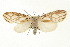  ( - USNM ENT 00733955)  @14 [ ] CreativeCommons - Attribution (2009) Unspecified Centre for Biodiversity Genomics