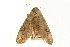  ( - USNM ENT 00196285)  @13 [ ] CreativeCommons - Attribution (2009) Unspecified Centre for Biodiversity Genomics