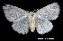  (Arctornis nr. intacta 4 SEM-2008 - USNM ENT 00678564)  @14 [ ] Unspecified (default): All Rights Reserved  Unspecified Unspecified