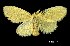  (NygmiiniGEN - USNM ENT 00933777)  @14 [ ] Unspecified (default): All Rights Reserved  Unspecified Unspecified